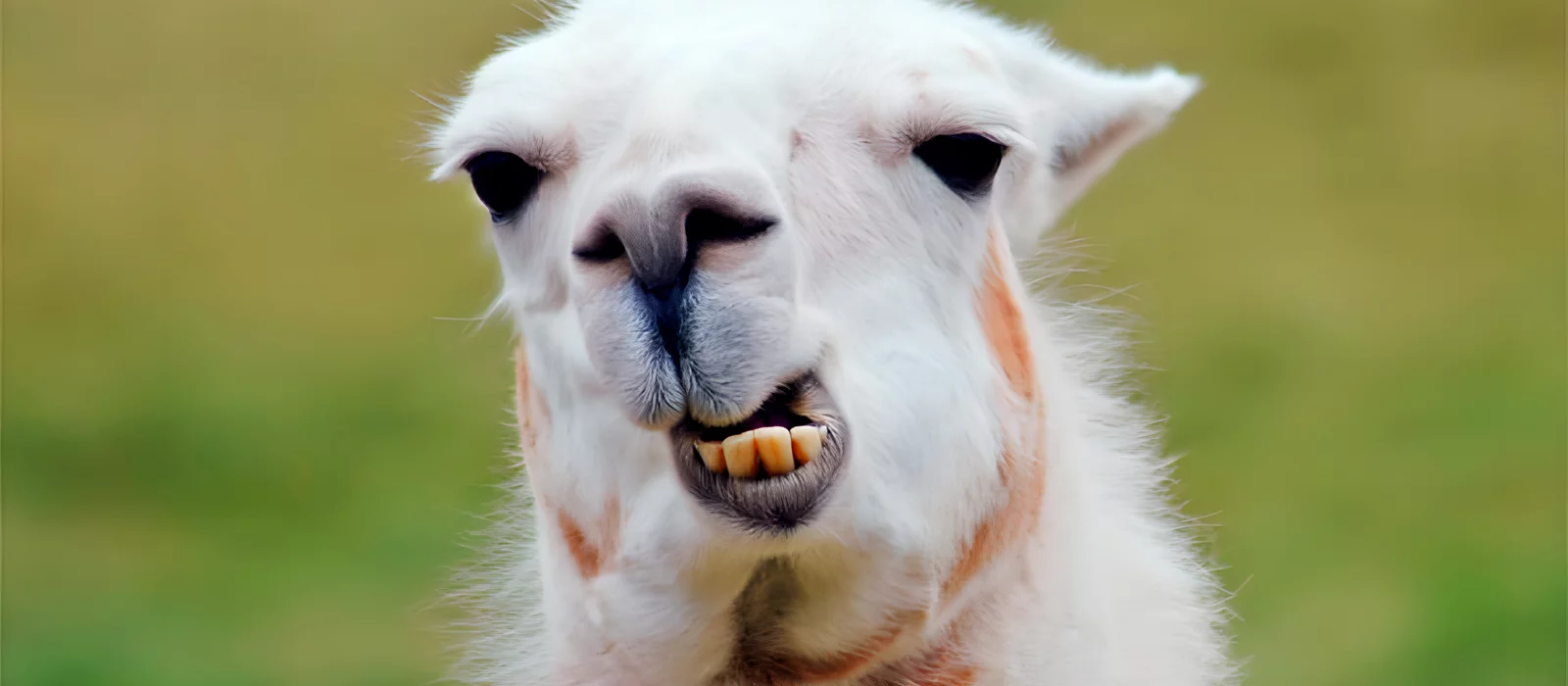 В Steam и на консолях вышла ретро-игра, напоминающая смесь Metal Slug и Broforce, но про лам